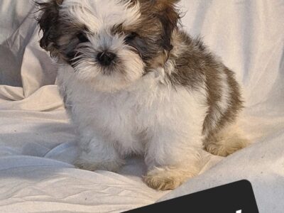 Shih Tzu puppies