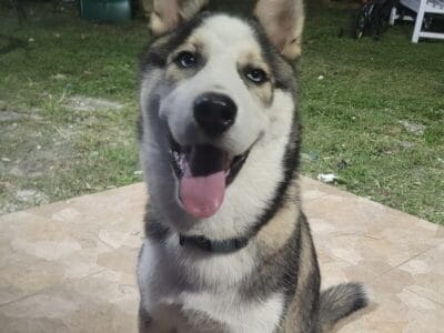 Siberian Husky Rocky