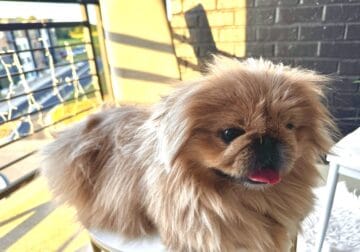 🐶 Rehoming My Sweet Dog Yeti 🐾