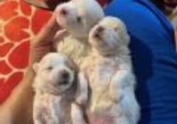 9 Weeks Old Purebred Maltese Puppies