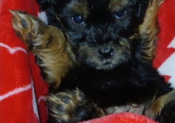 Cavapoos small adoption fee