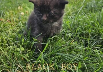 KITTENS FOR SALE