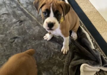 Boxer Puppies Available