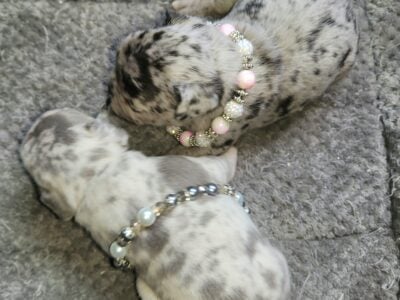 French bulldogs
