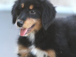 English Shepherd/Labrador Puppies