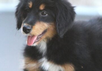English Shepherd/Labrador Puppies