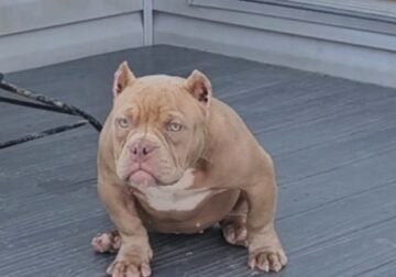 5 month old female bully