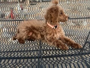 Akc Chloe