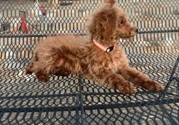 Akc Chloe