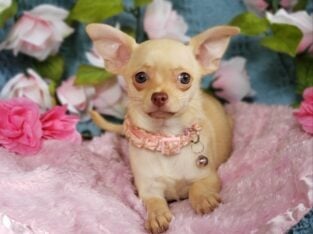 Tiny Chihuahua female