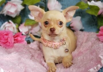 Tiny Chihuahua female