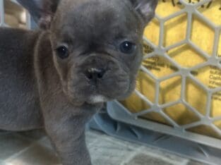 Forever homes in 3 weeks
