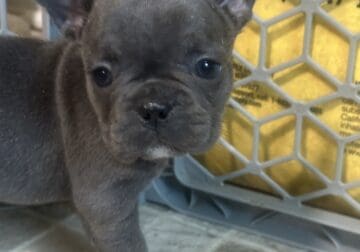 Forever homes in 3 weeks