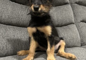 Cute, Pom-Yorkie mixed pup!