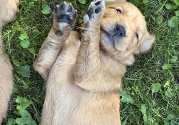 Golden Retriever Puppies