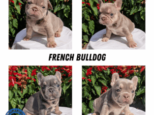 BLUE/ISABELLA AKC FRENCH BULLDOG PUPS