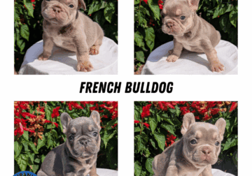 BLUE/ISABELLA AKC FRENCH BULLDOG PUPS