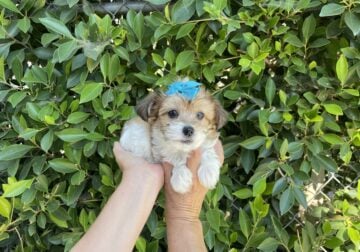 Adorable MalShih Puppies