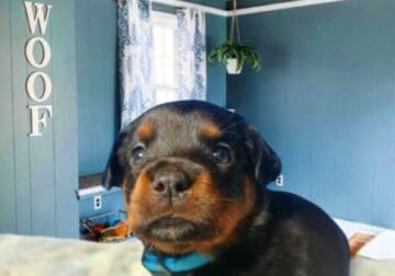 AKC Rottweiler puppies Jasper Ga