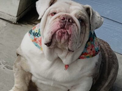 Rehome English Bulldog