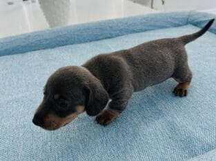 Miniature Dachshund