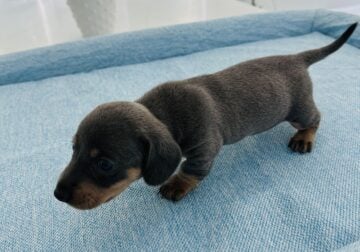 Miniature Dachshund