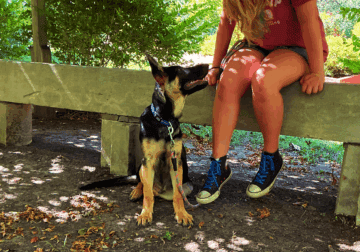 German Shepherd Dog Puppy-Amarillo