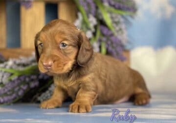 Ruby Female Mini Dachshund