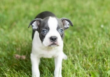 AKC Boston Terrier male puppy in Indiana (Jojo)