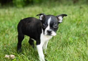 AKC Boston Terrier female pup in Indiana (Princess