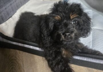 Sell my pet