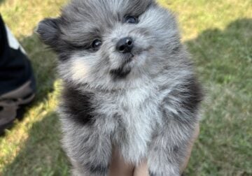 Pomeranian puppies