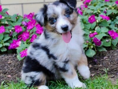 Fiona Female Mini Australian Shepherd