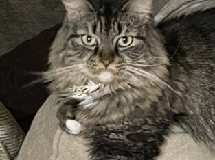Gray Tabby free to good home
