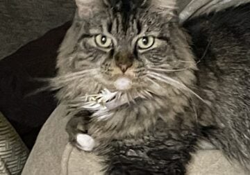 Gray Tabby free to good home
