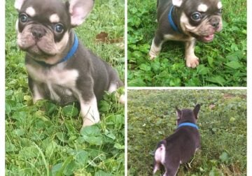 French Bulldog Male Puppy #4