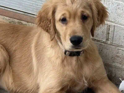 Golden Retriever
