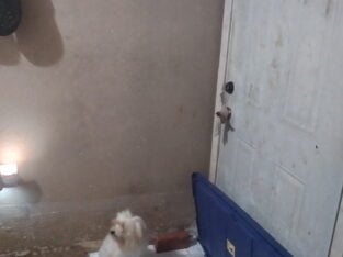 Small White Maltipom