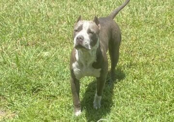 8 month old bully pitbull mix