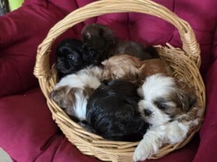 Shih Tzu pups