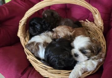 Shih Tzu pups
