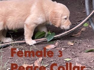 AKC Golden Retriever Puppies