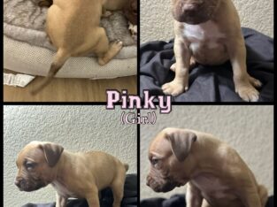 4th of July 🎇 – Bandog Mastiff Pups