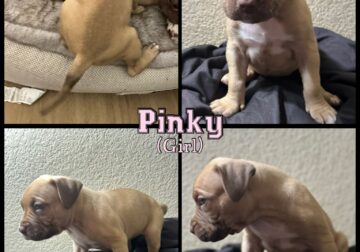 4th of July 🎇 – Bandog Mastiff Pups
