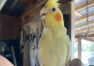 Cockatiels for sale