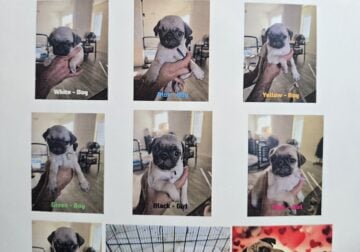 Pug Puppies For Adoption