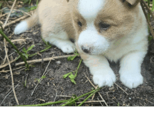 Corgi Puppies for Sale!