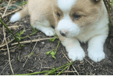 Corgi Puppies for Sale!