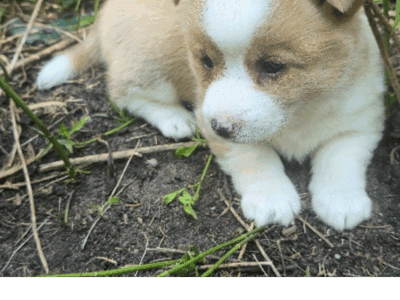 Corgi Puppies for Sale!