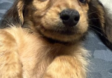 Mini Dachshund Puppies